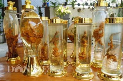 Cách ngâm rượu Sâm Ngọc Linh củ tươi
