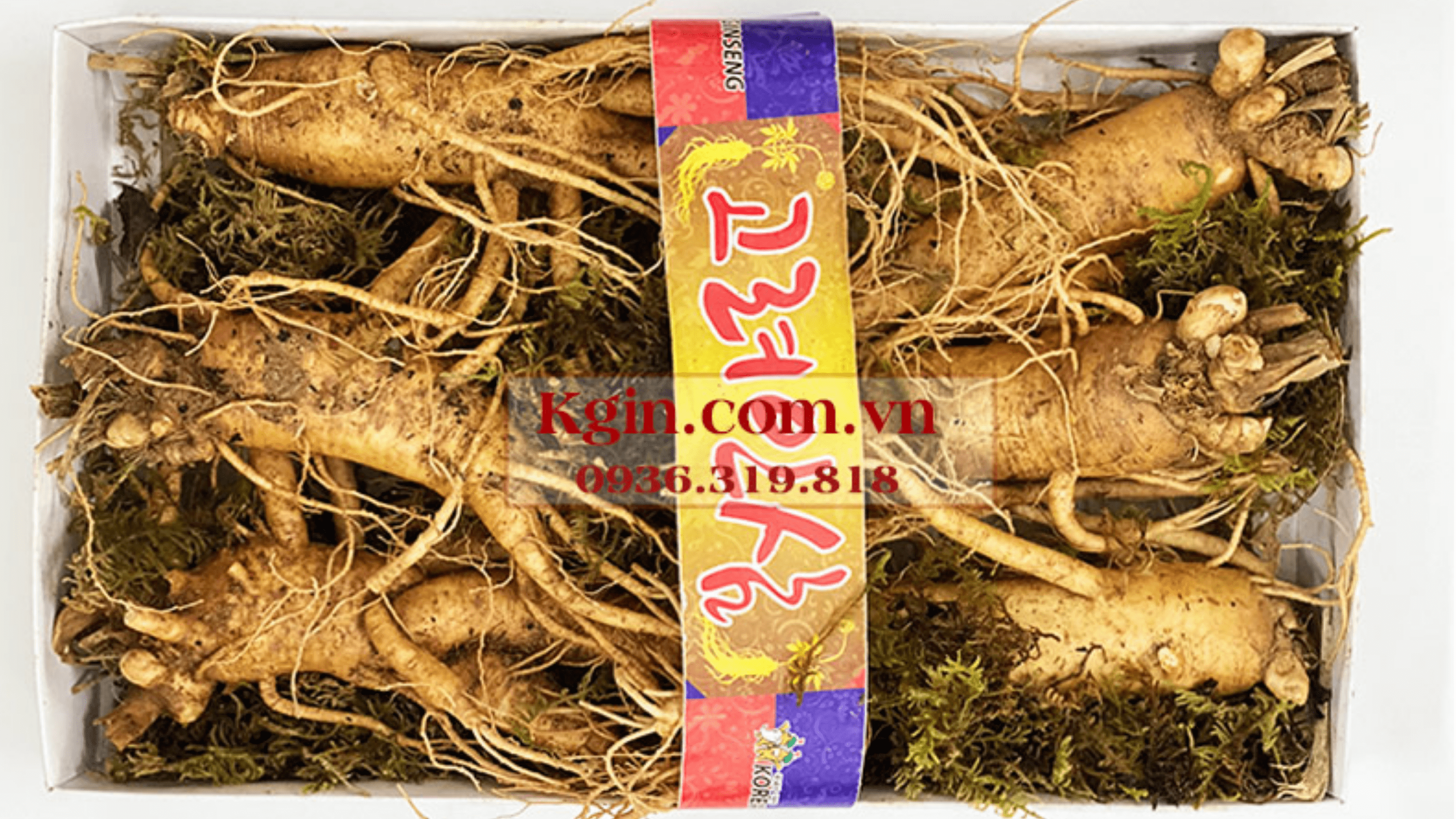 cách ngâm rượu sâm hàn quốc